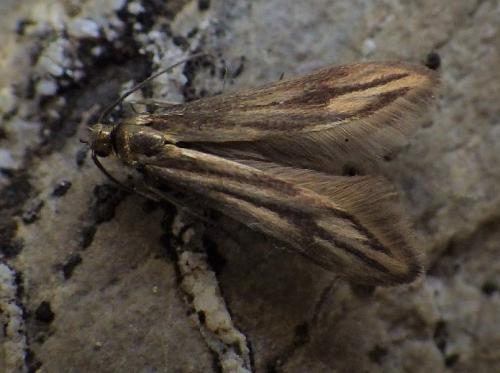 Réf. 273 466 : Schreckensteinia festaliella